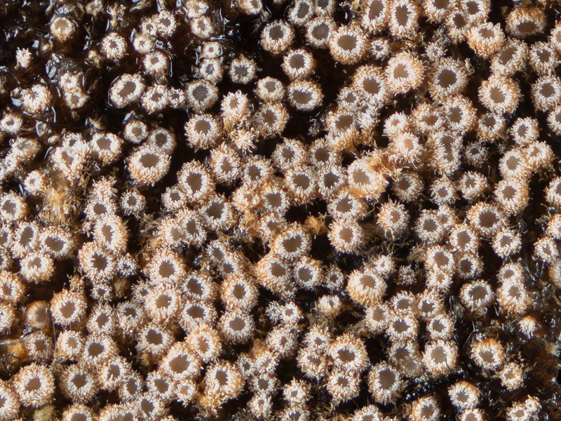 Merismodes confusa